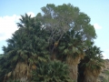 Joshua Tree NP